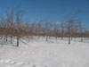Kelly orchards January 2012